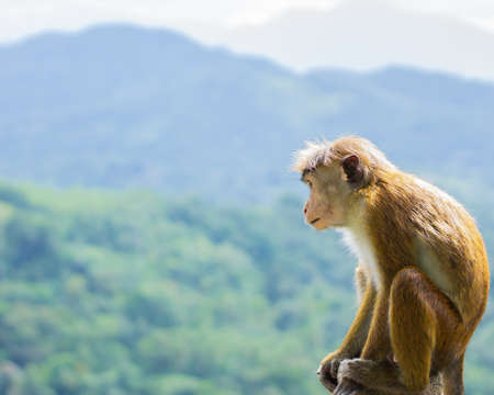 Monkey thinking