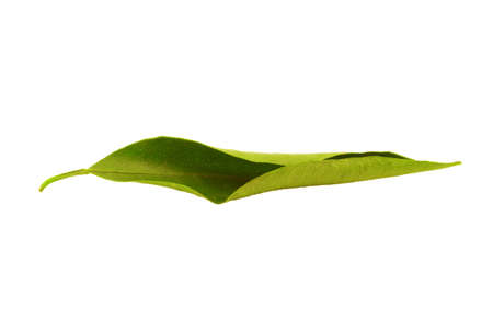 mandarin leaf isolated on white backgroundの写真素材