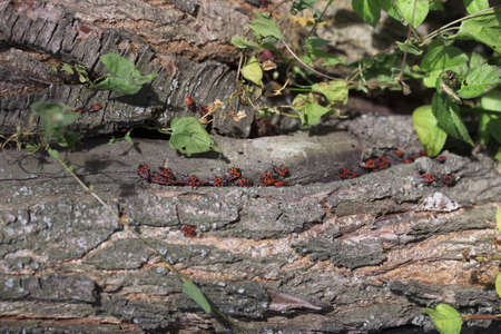 soldier bug on a fallen tree