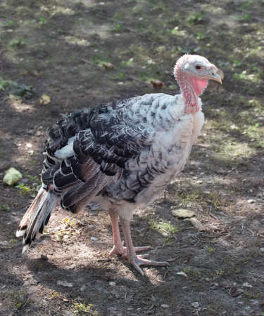 baby turkeys on the ground on a sunny day