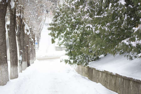needles under the snow, winter, snow whiteの写真素材