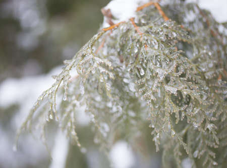 needles under the snow, winter, snow whiteの写真素材