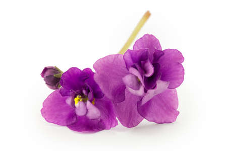 violet, flower isolated on white backgroundの写真素材