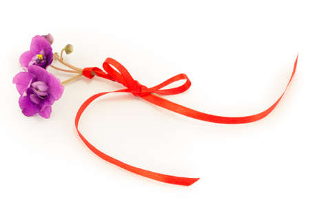 violet, flower isolated on white background