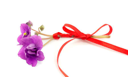 violet, flower isolated on white backgroundの写真素材