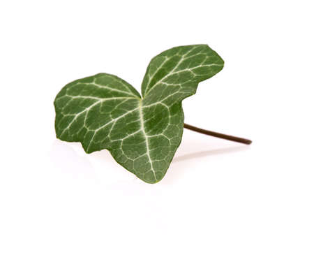 ivy leaf isolated on white backgroundの写真素材