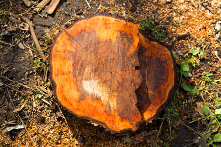 old, brown wood stump texture