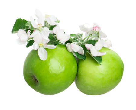 apple and apple blossom isolated on white backgroundの写真素材