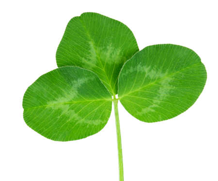 clover isolated on white background