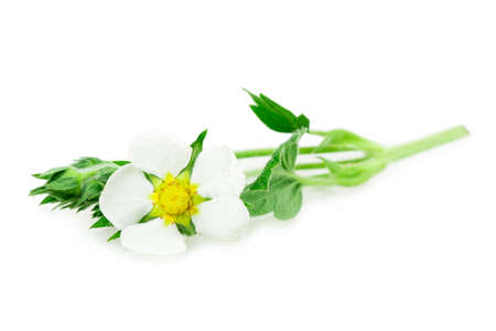 strawberry Blossom isolated on white backgroundの写真素材