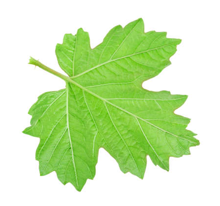 grape leaf isolated on white background