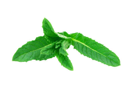mint, lemon balm isolated on white background