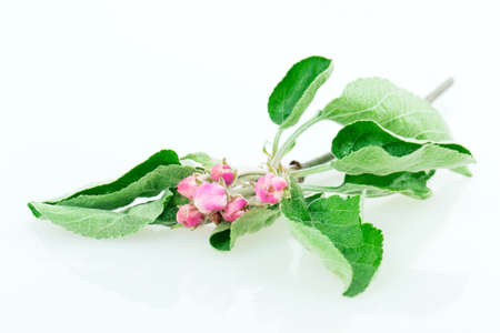 apple blossom isolated on white backgroundの写真素材