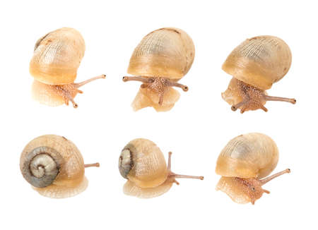 snail isolated on white backgroundの写真素材