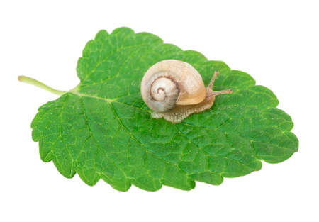 snail ion a green leafの写真素材