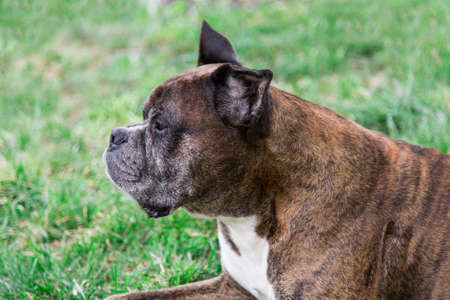 old boxer dog lying in the grassの写真素材
