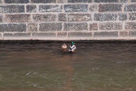 Duck in the river stone Wallの写真素材