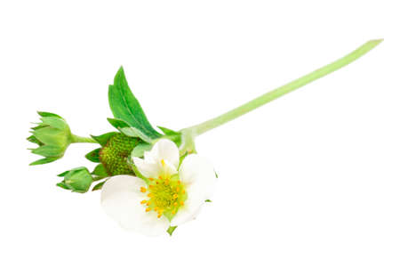 Strawberries berry isolated on white backgroundの写真素材
