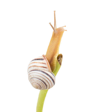Striped snail on a green spine on white backgroundの写真素材