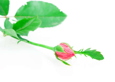 rosebud rose isolated on white backgroundの写真素材