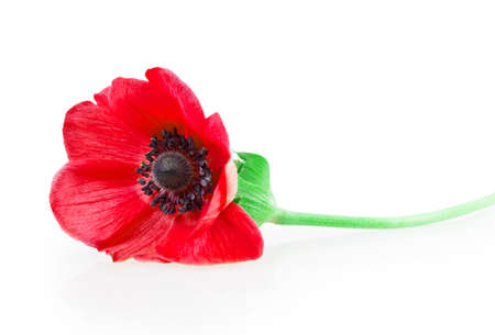 poppy red isolated on white backgroundの写真素材