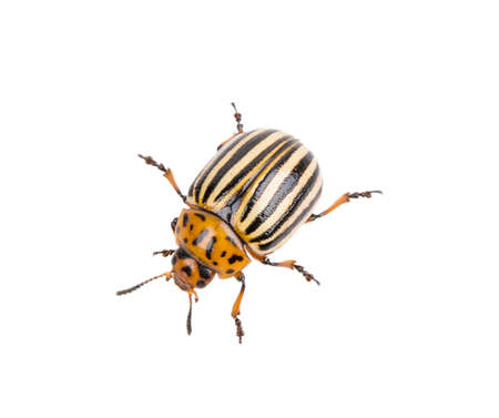 Colorado potato beetle isolated on white background