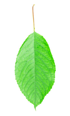 cherry leaf isolated on white backgroundの写真素材