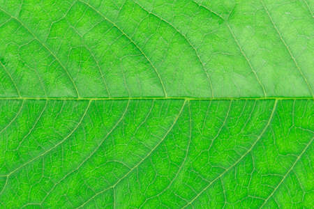 Green leaf close-up background textureの写真素材