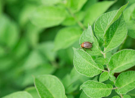Potato sprouts are blooming, the Colorado potato beetleの写真素材