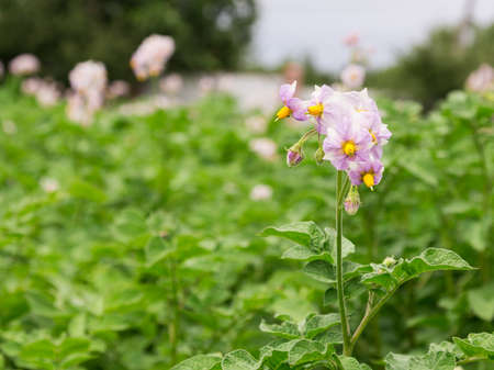 Potato sprouts are blooming, the Colorado potato beetleの写真素材
