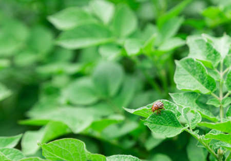Potato sprouts are blooming, the Colorado potato beetleの写真素材