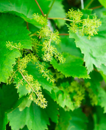 green grape leaves garden plantの写真素材