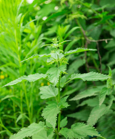 nettle green plant in the gardenの写真素材