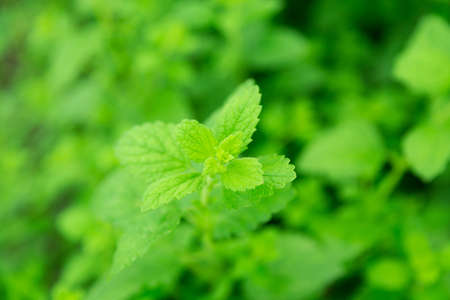 Melissa green plant in the gardenの写真素材