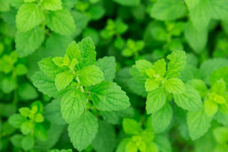 Melissa green plant in the gardenの写真素材