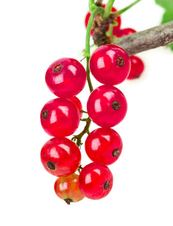 currant isolated on white backgroundの写真素材