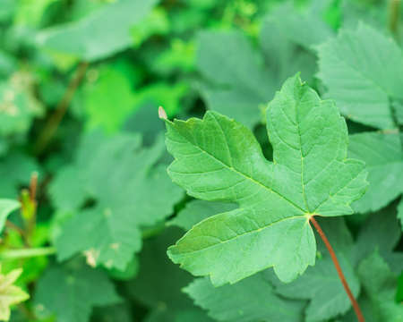 green maple leaf garden plantの写真素材