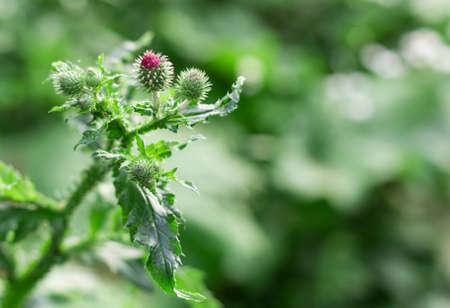 bur on a green background in gardenの写真素材
