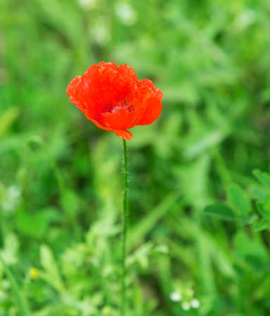 red poppies on a green backgroundの写真素材