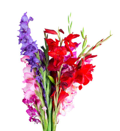 multicolored flowers gladiolus isolated on white backgroundの写真素材