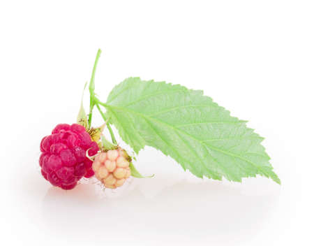 raspberries isolated on white backgroundの写真素材