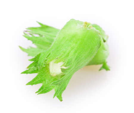 hazelnut isolated on white backgroundの写真素材