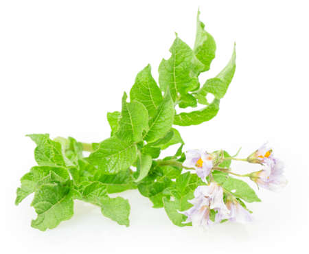 flowers and leaves of ripe potatoesの写真素材