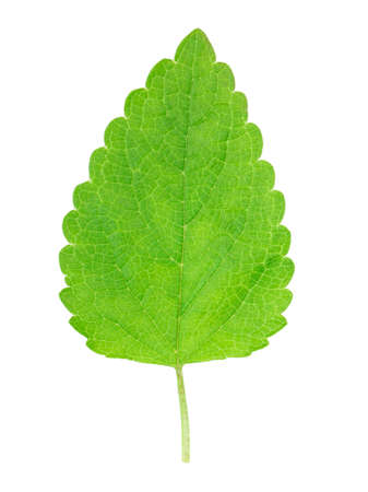 lemon balm leaf isolated on white backgroundの写真素材