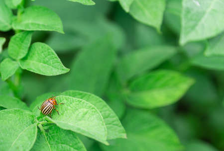 Potato sprouts are blooming, the Colorado potato beetleの写真素材