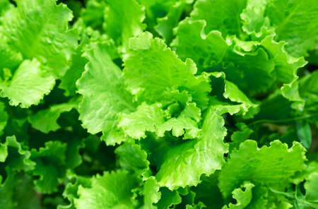 cabbage young green in the gardenの写真素材