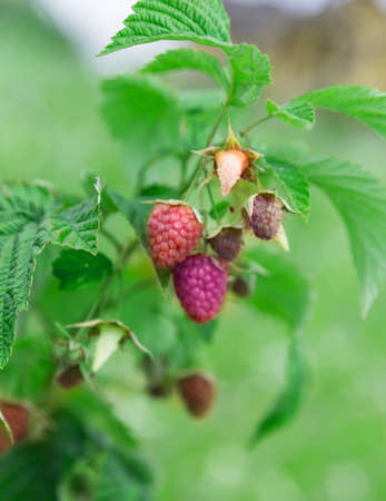 green raspberry bush with red ripe berries