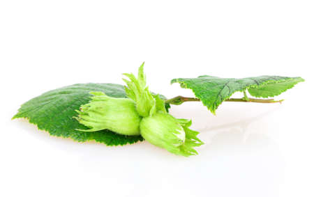 hazelnut isolated on white backgroundの写真素材