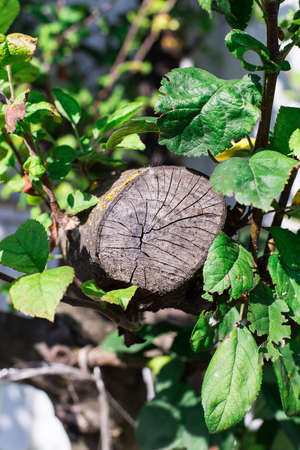 cut trees in the garden