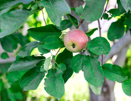 apple tree ripe among green leaves